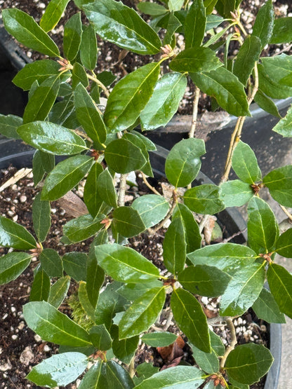 *RETAIL - Quercus vaccinifolia