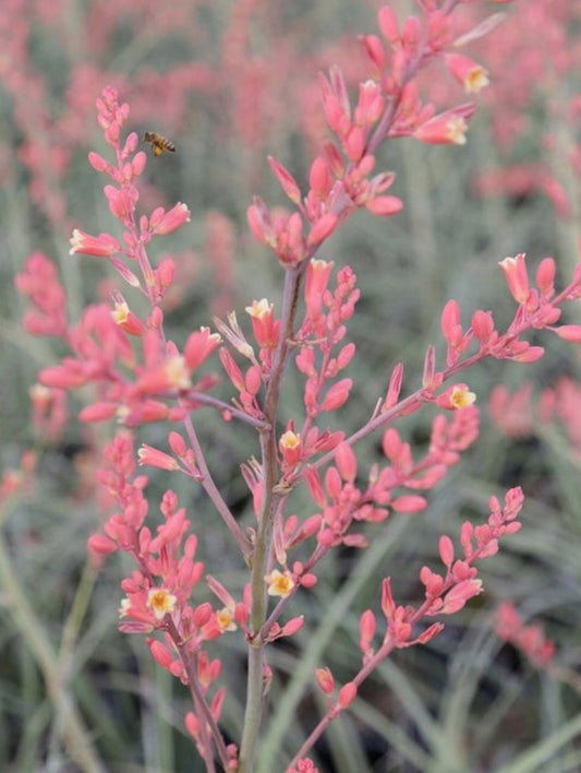 *RETAIL - Hesperaloe parviflora 'Desert Flamenco'