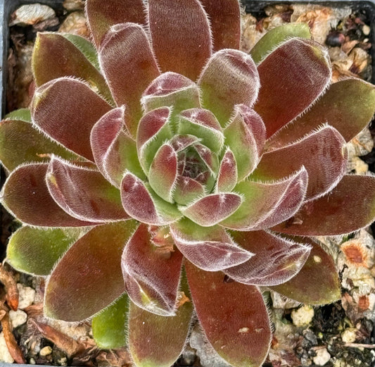 Sempervivum 'Marijintje'