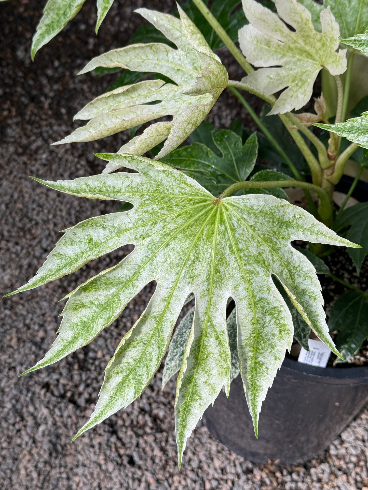 *RETAIL - Fatsia japonica ‘Tsumugi Shibori’