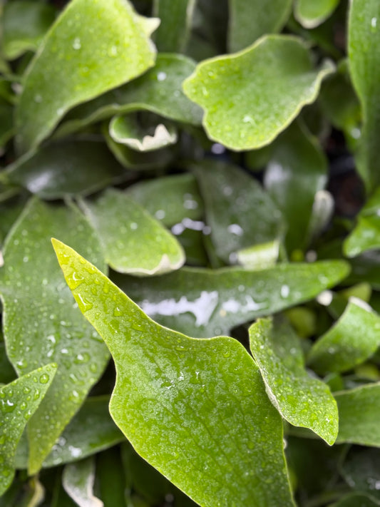 *RETAIL - Platycerium bifurcatum 'Netherlands'