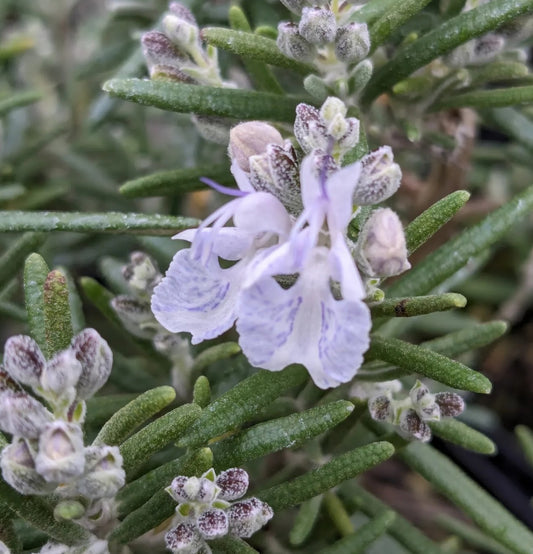 *RETAIL - Rosmarinus officinalis 'Arp'