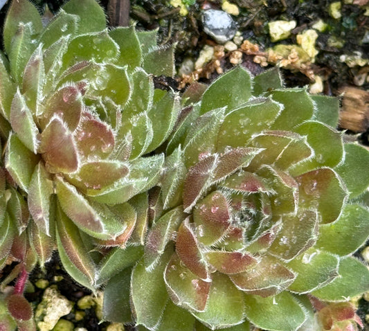 Sempervivum 'Korresia'