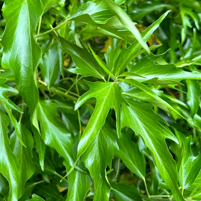 *RETAIL - Hedera nepalensis - adult form