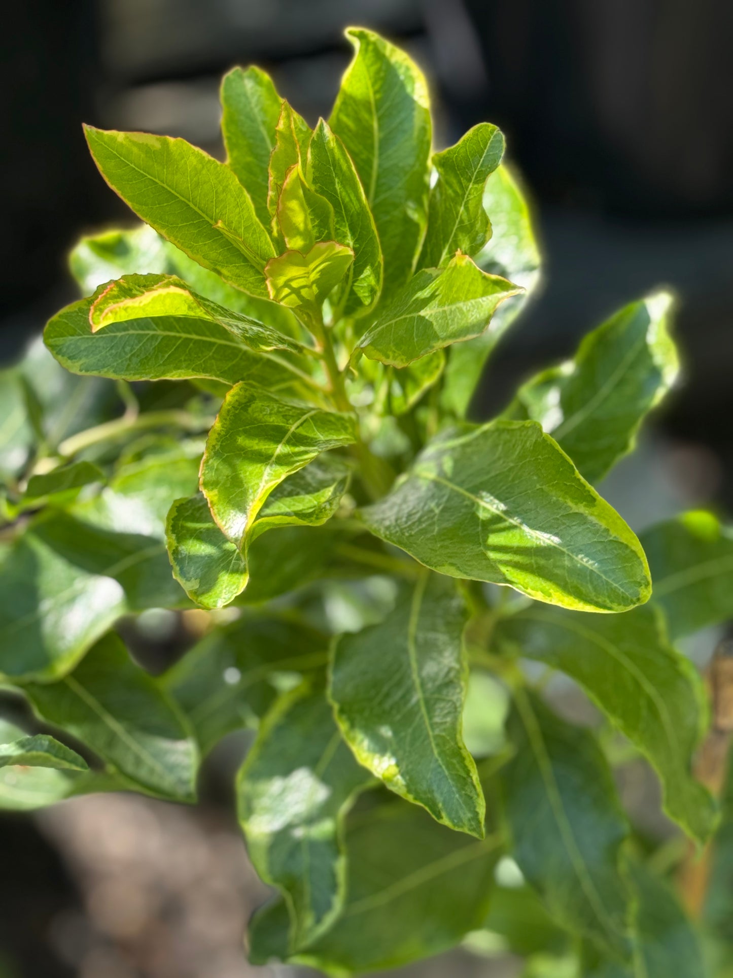 *RETAIL - Arbutus ‘Spring Frost'
