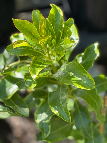 *RETAIL - Arbutus ‘Spring Frost'