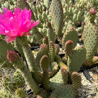 Opuntia basilaris var. aurea 'Red Rocks'