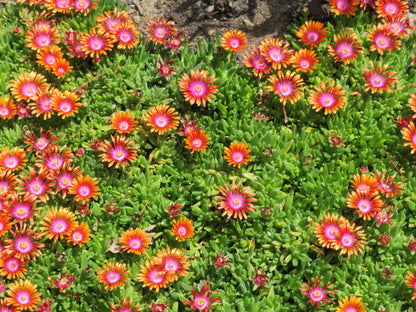 *RETAIL - Delosperma 'Fire Spinner'