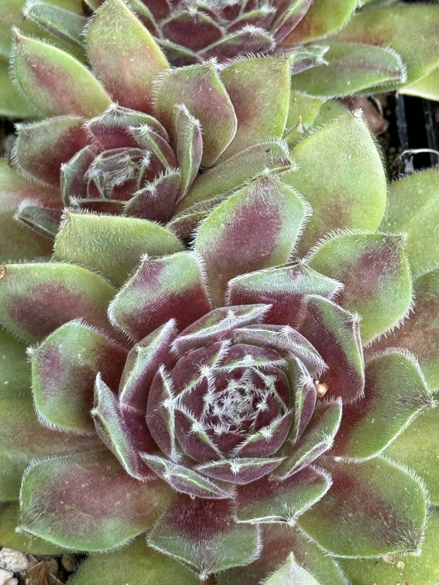 Sempervivum 'Skrocki'