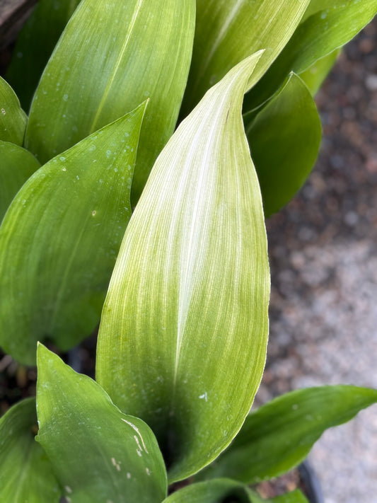 *RETAIL - Aspidistra elatior 'Asahi'