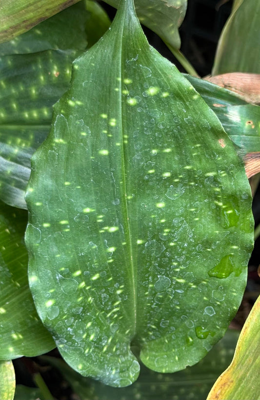 Aspidistra columnaris 'Giraffe'
