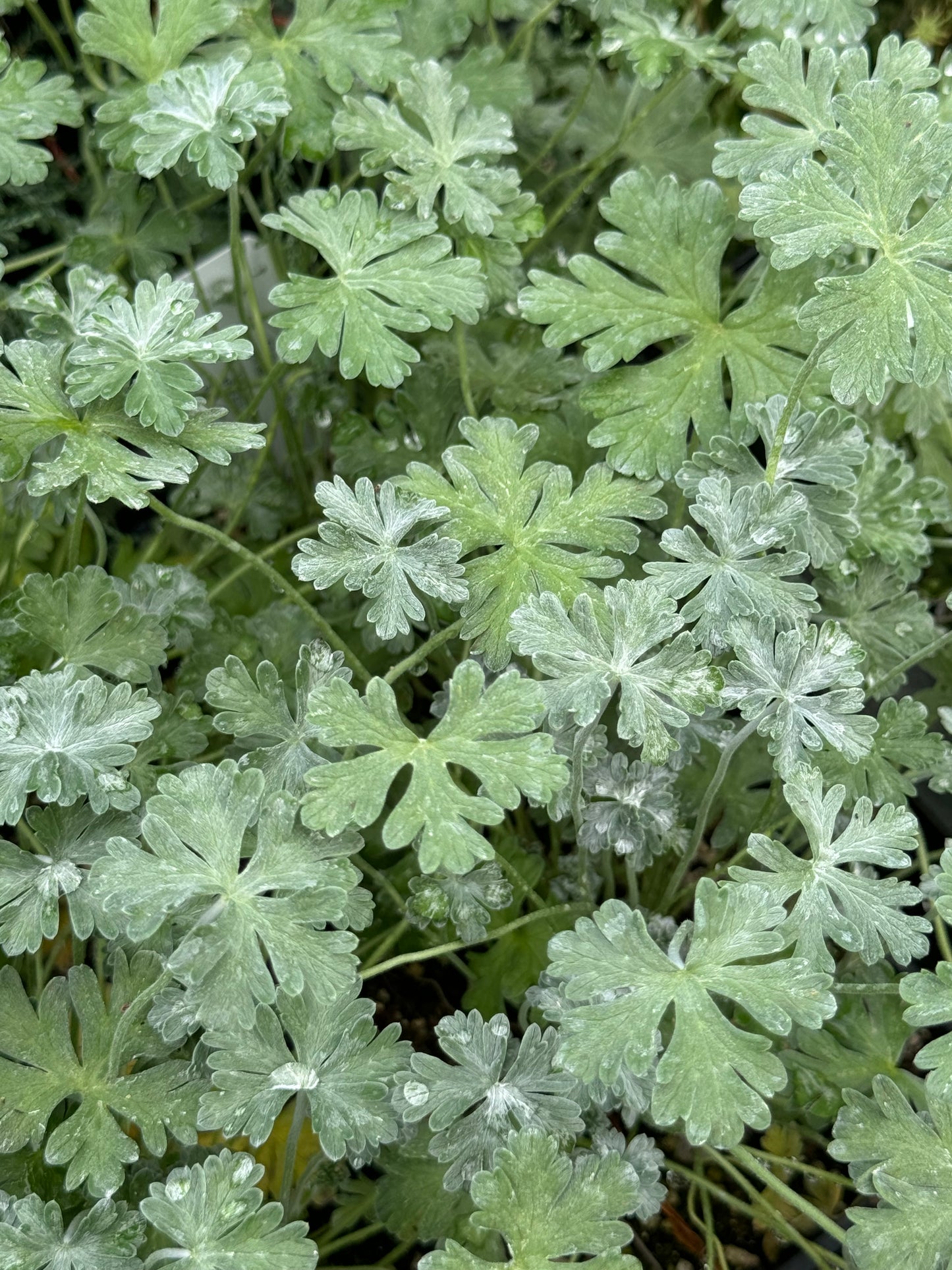 Geranium harveyi