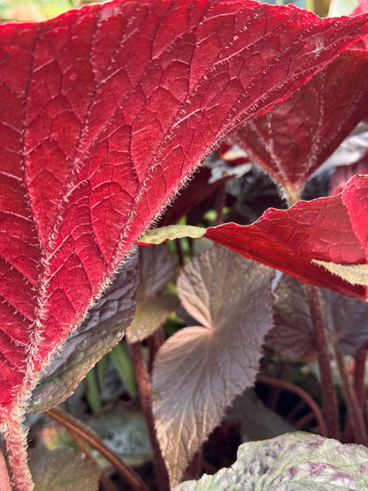 *RETAIL - Begonia 'Cotes de Castillon'