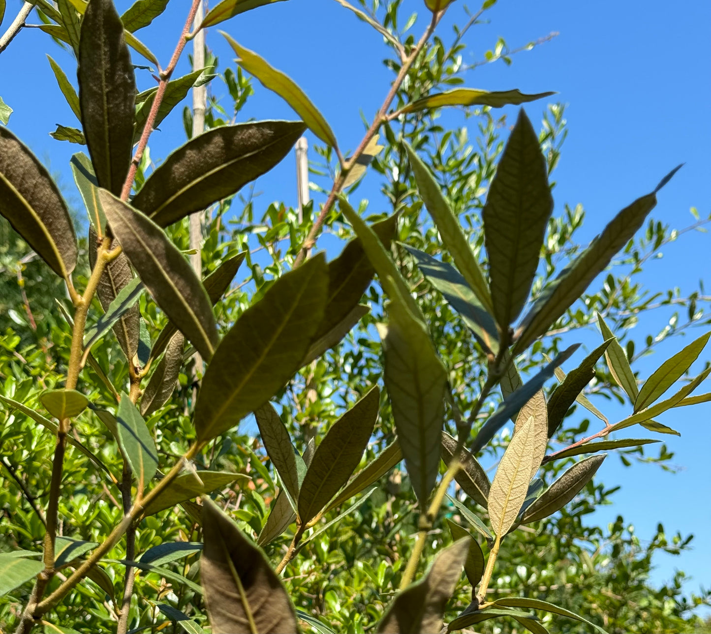 *RETAIL - Quercus hypoleucoides - high elevation