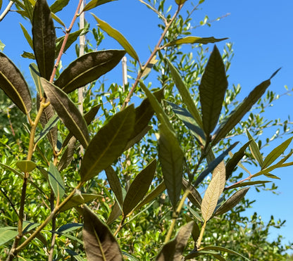 *RETAIL - Quercus hypoleucoides - high elevation