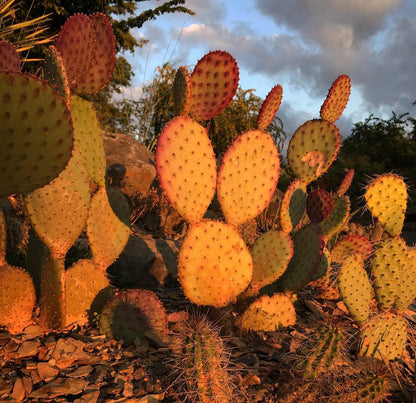 *RETAIL - Opuntia santa-rita 'Tubac'