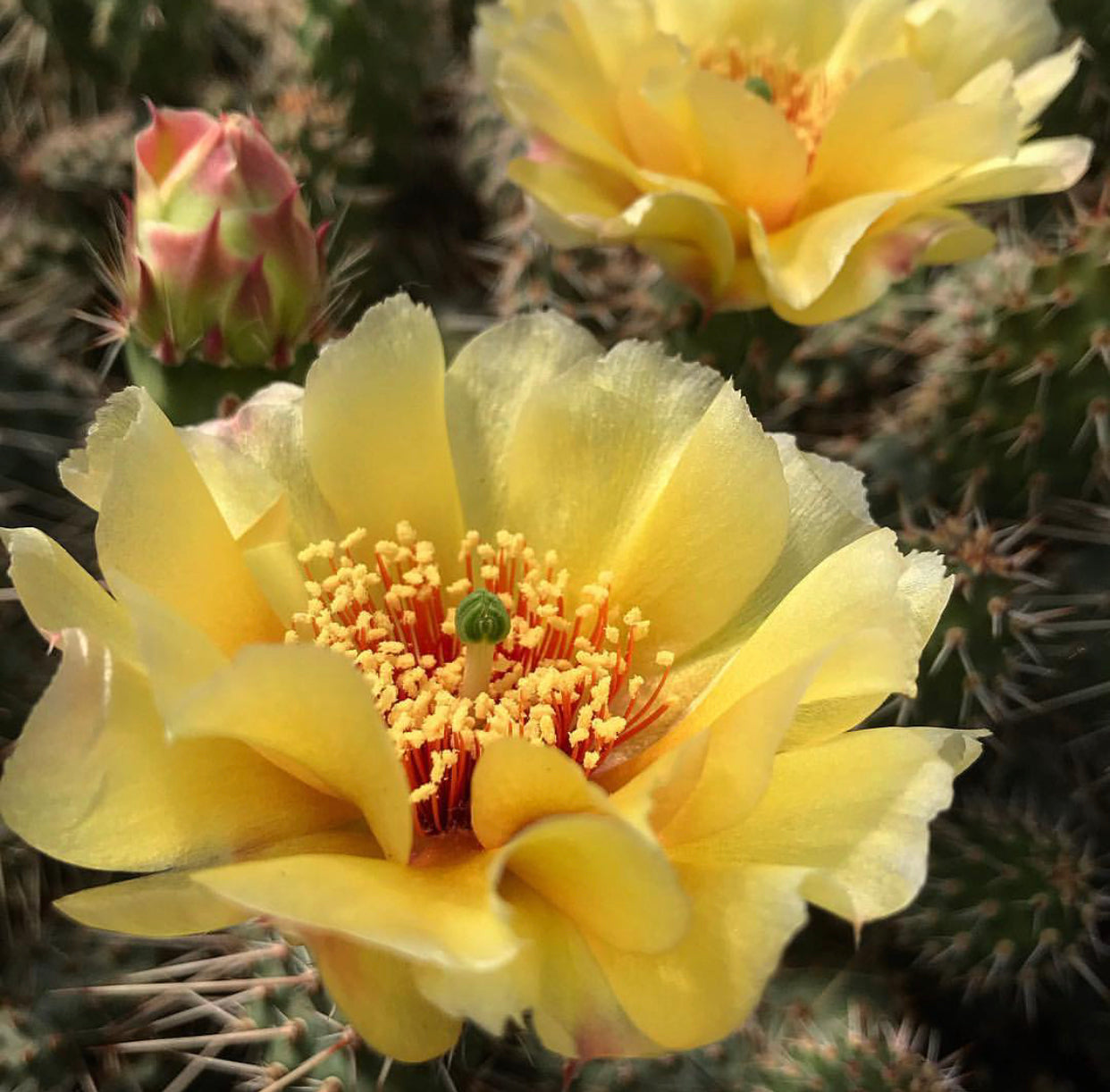 Opuntia polyacantha x fragilis 'Mr. Chunky' - Duchesne, CO