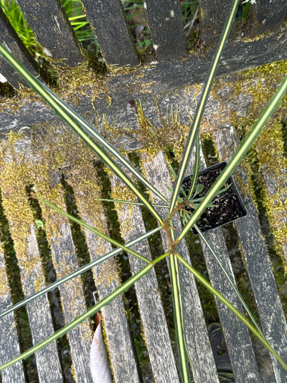 Pseudopanax crassifolius (green-leafed seedlings)