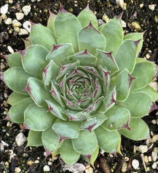 Sempervivum 'Minaret'