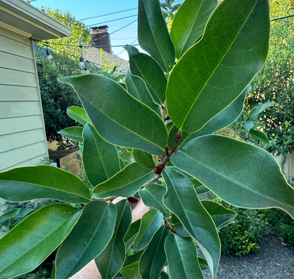 Magnolia 'Inspiration'