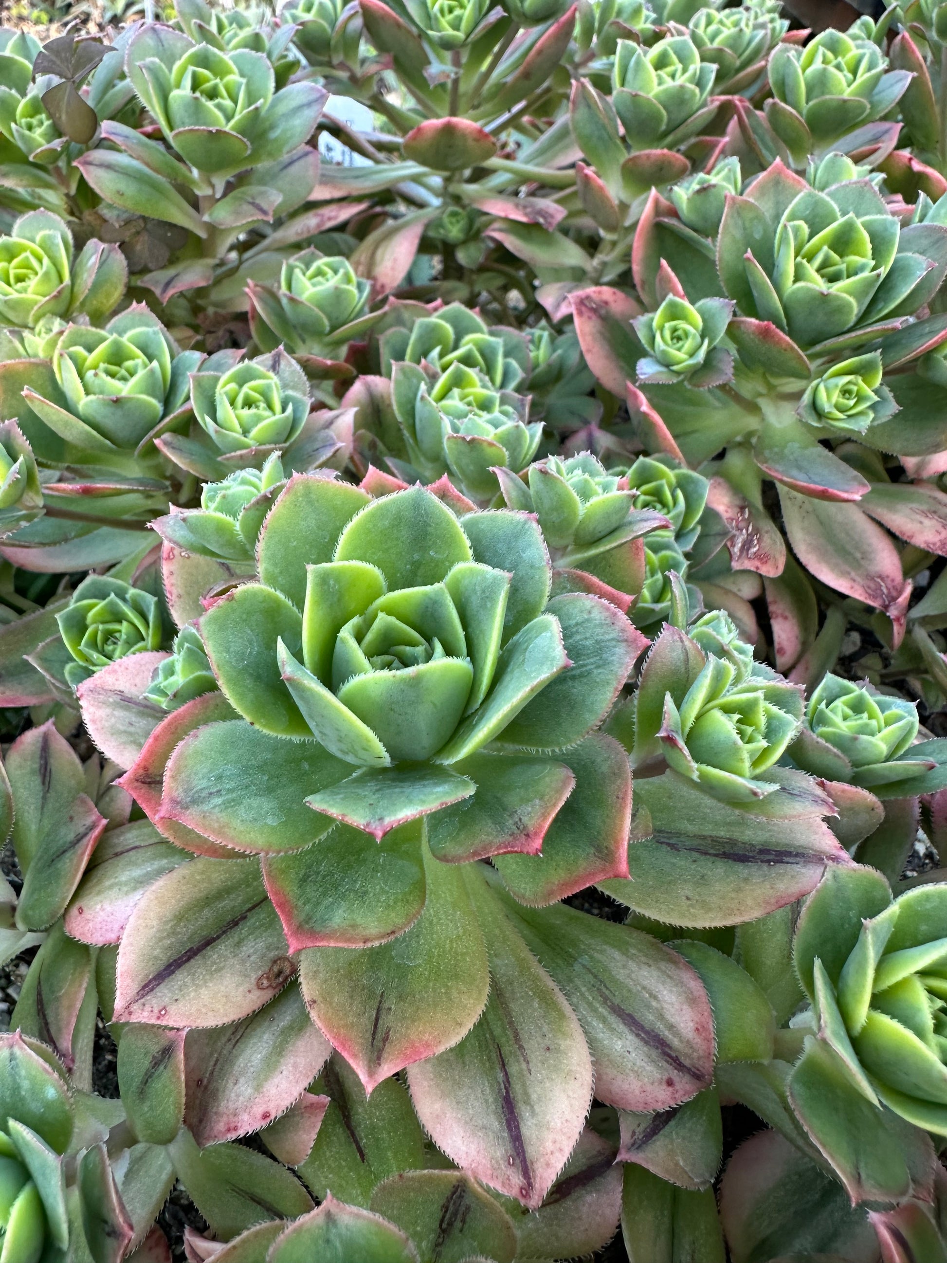 starburst succulent plant *RETAIL