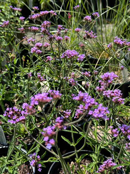 *RETAIL - Verbena bonariensis 'Lollipop'