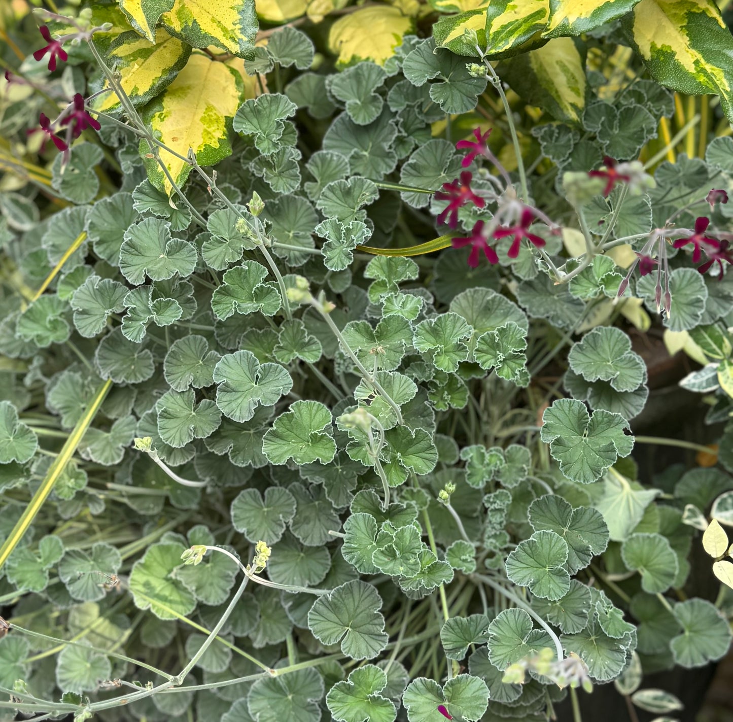 *RETAIL - Pelargonium sidoides