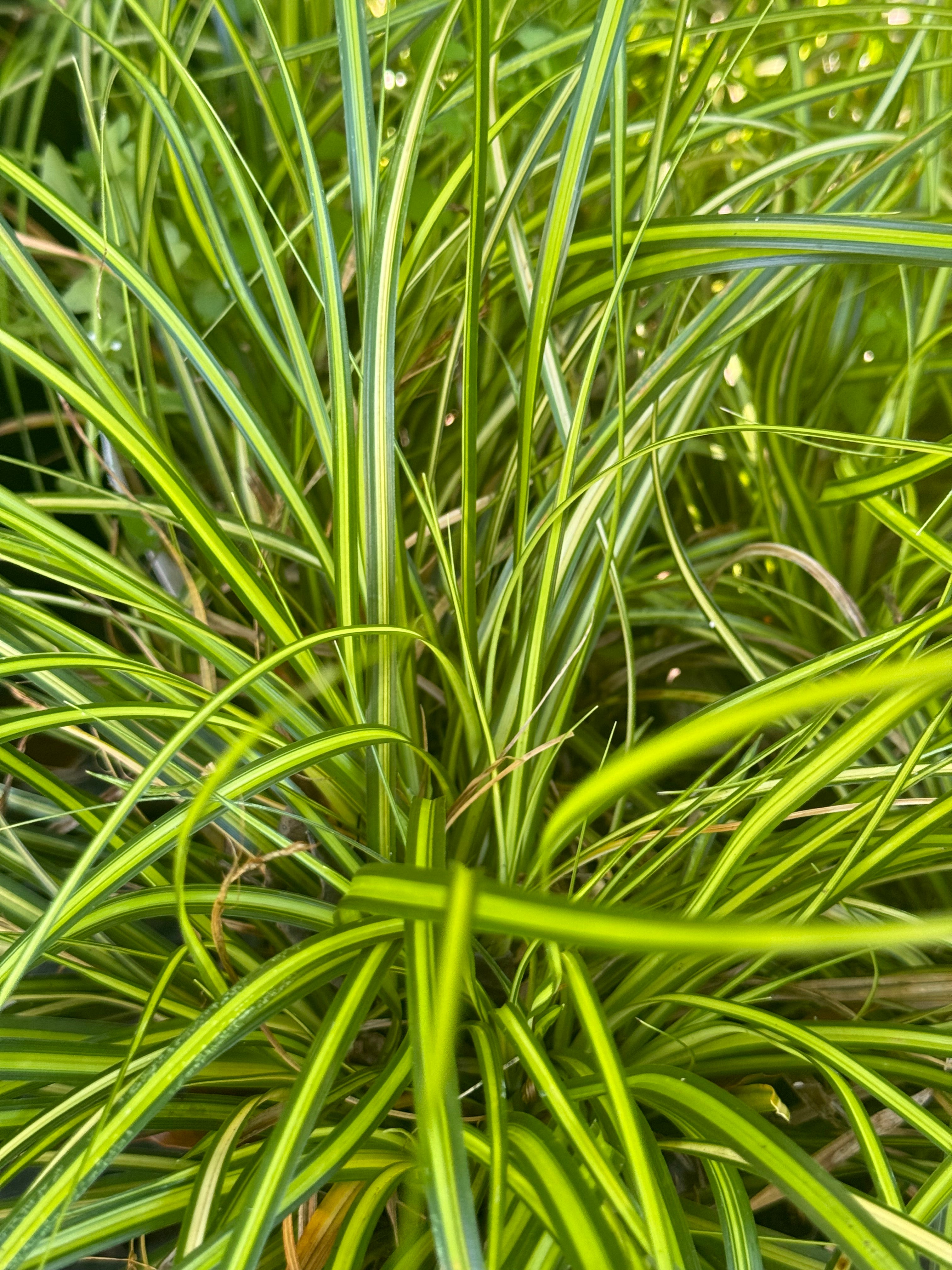 RETAIL - Carex oshimensis 'Eversheen' – Cistus Nursery
