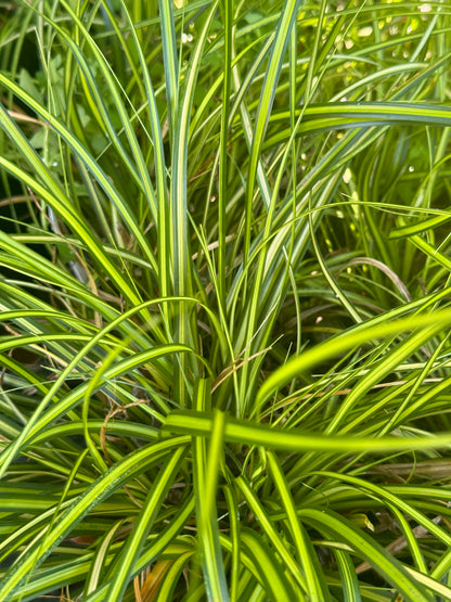 *RETAIL - Carex oshimensis 'Eversheen'