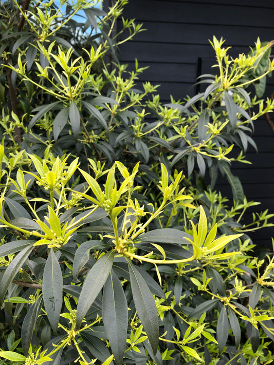 *RETAIL - Pittosporum x 'Sappy'