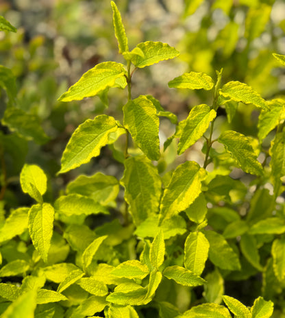 Cistus x hybridus 'Gold Prize'