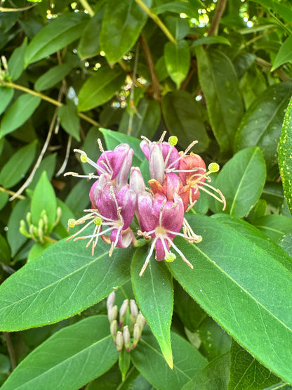 *RETAIL - Lonicera acuminata