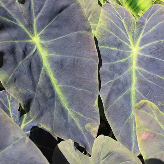 *RETAIL - Colocasia esculenta 'Illustris'