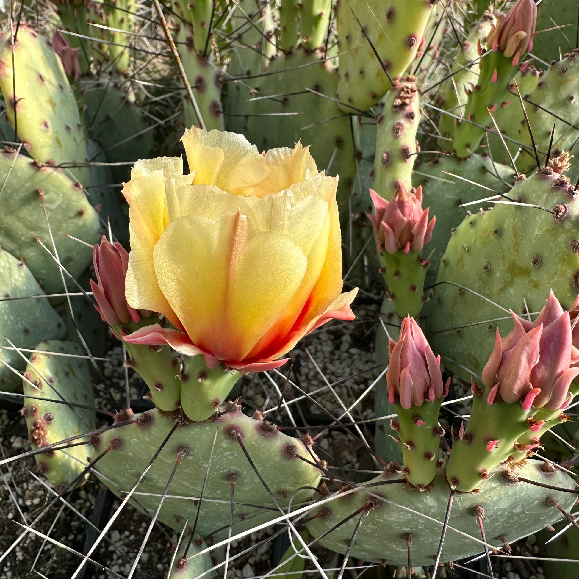 prickly pear cactus flower essence Opuntia macrocentra – Cistus Nursery