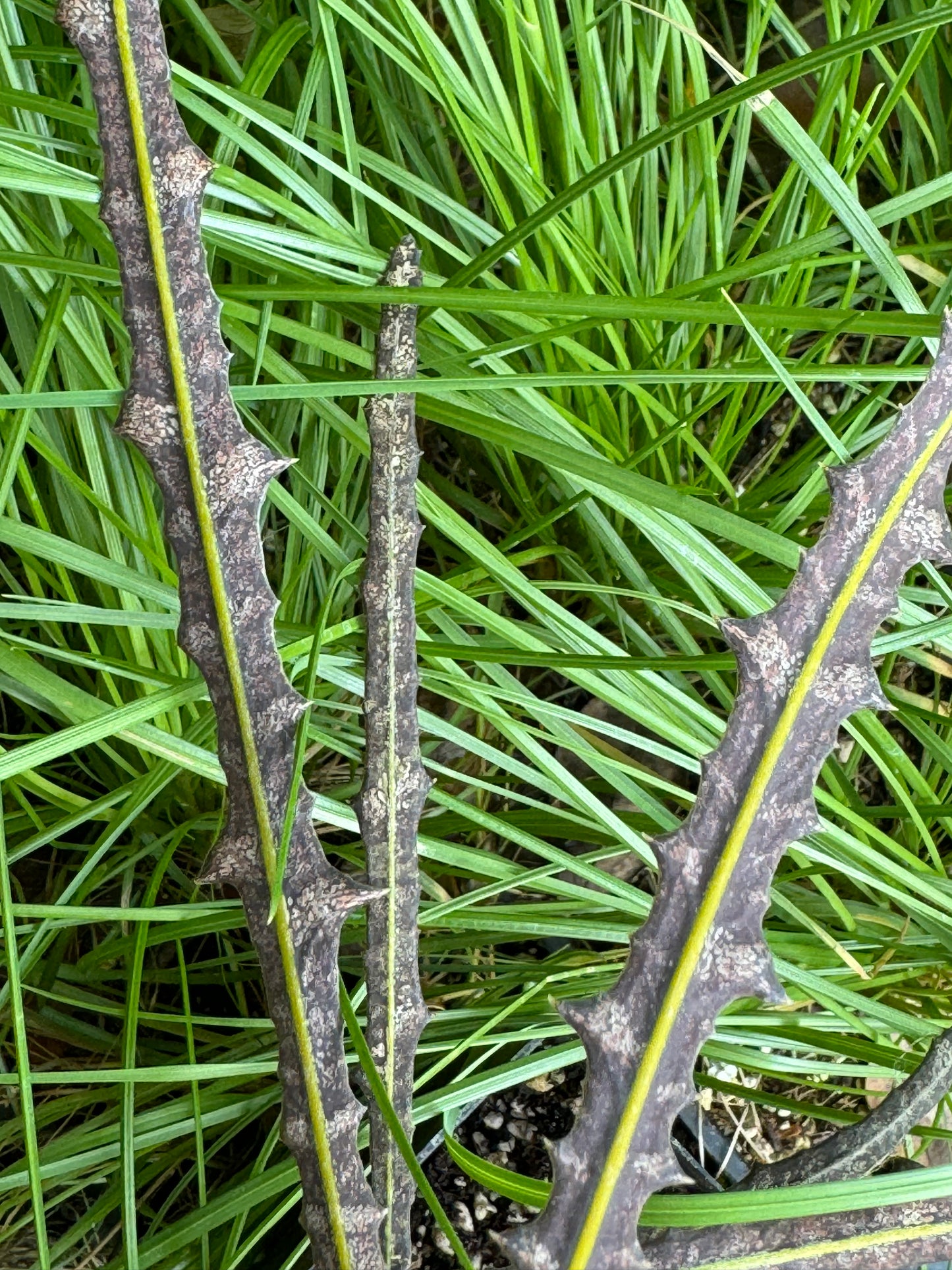 *RETAIL - Pseudopanax ferox