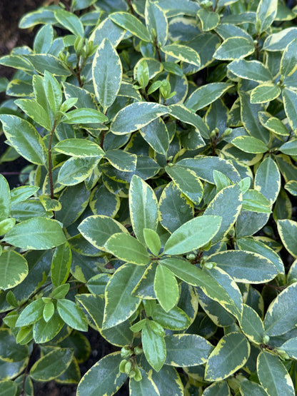 *RETAIL - Pittosporum tenuifolium 'Diamond'