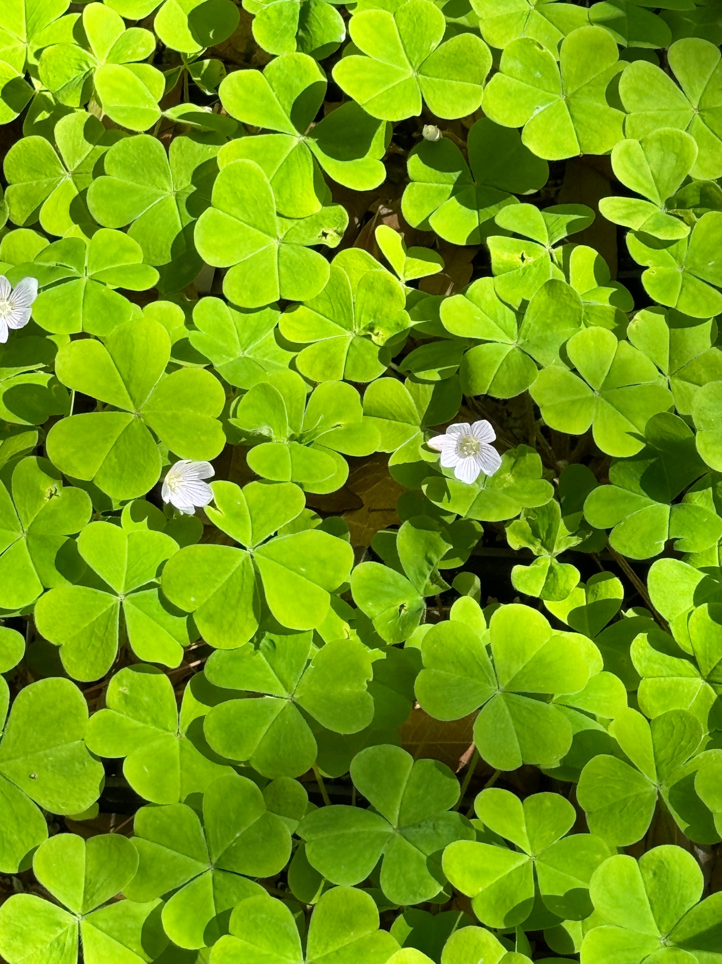 Oxalis oregana - Rowdy Creek