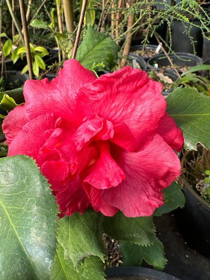 *RETAIL - Camellia reticulata [Wilson/Coos Bay]