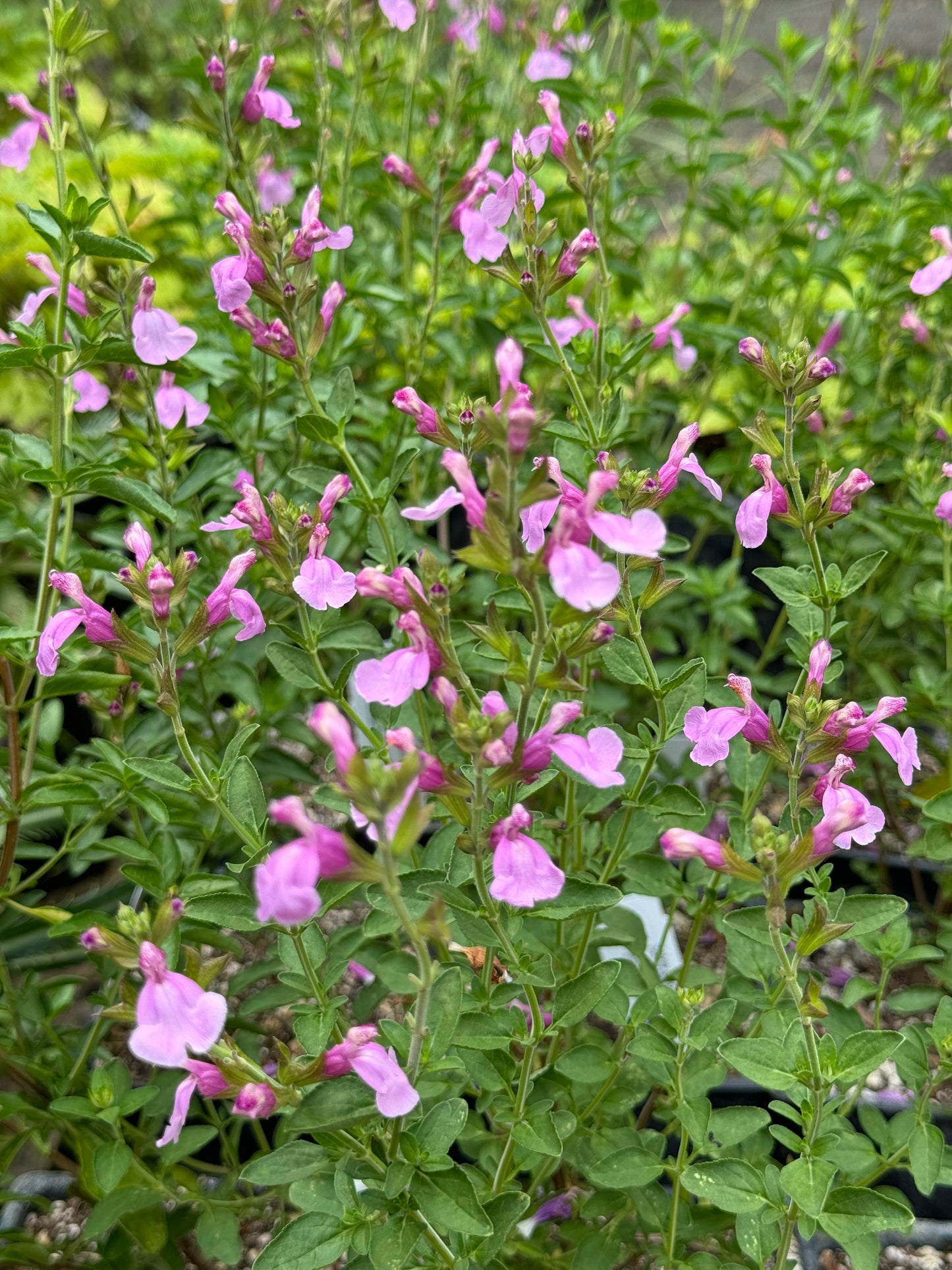 *RETAIL - Salvia greggii 'Playa Rosa'