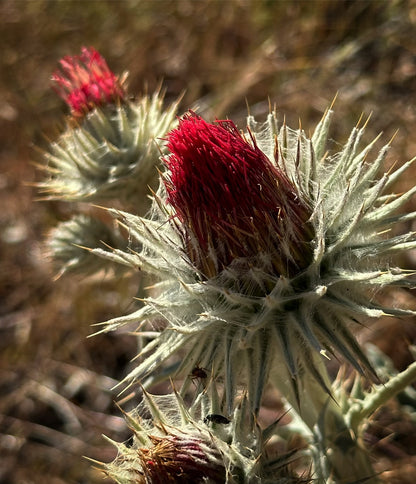 *RETAIL - Cirsium occidentale