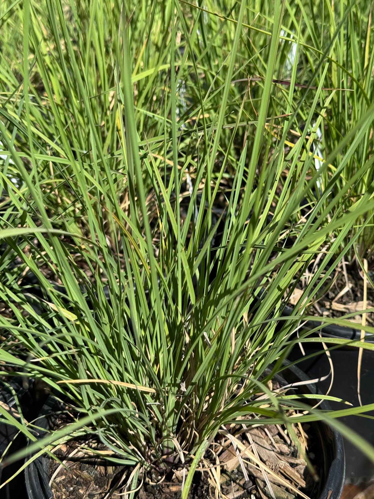 *RETAIL - Muhlenbergia lindheimeri
