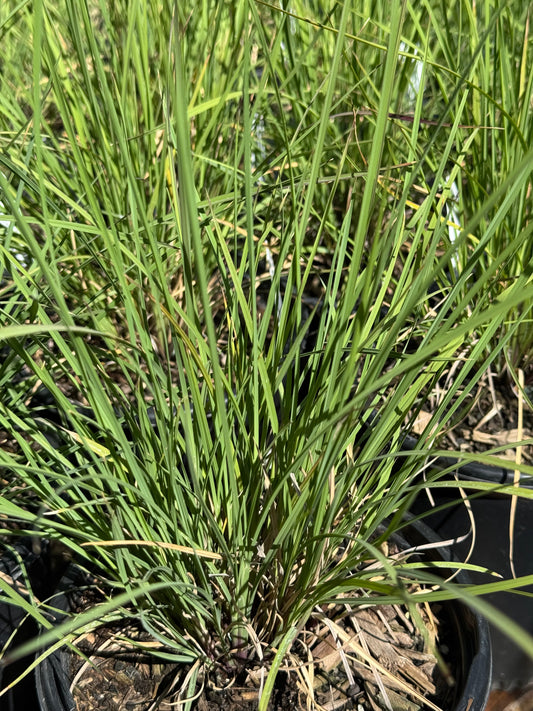 *RETAIL - Muhlenbergia lindheimeri