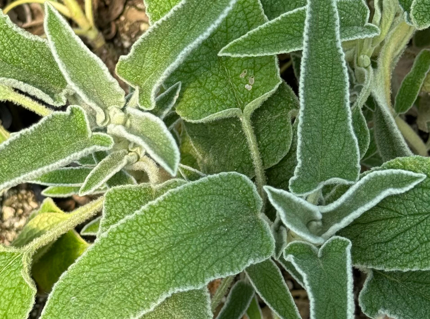 Phlomis x 'Orangette'