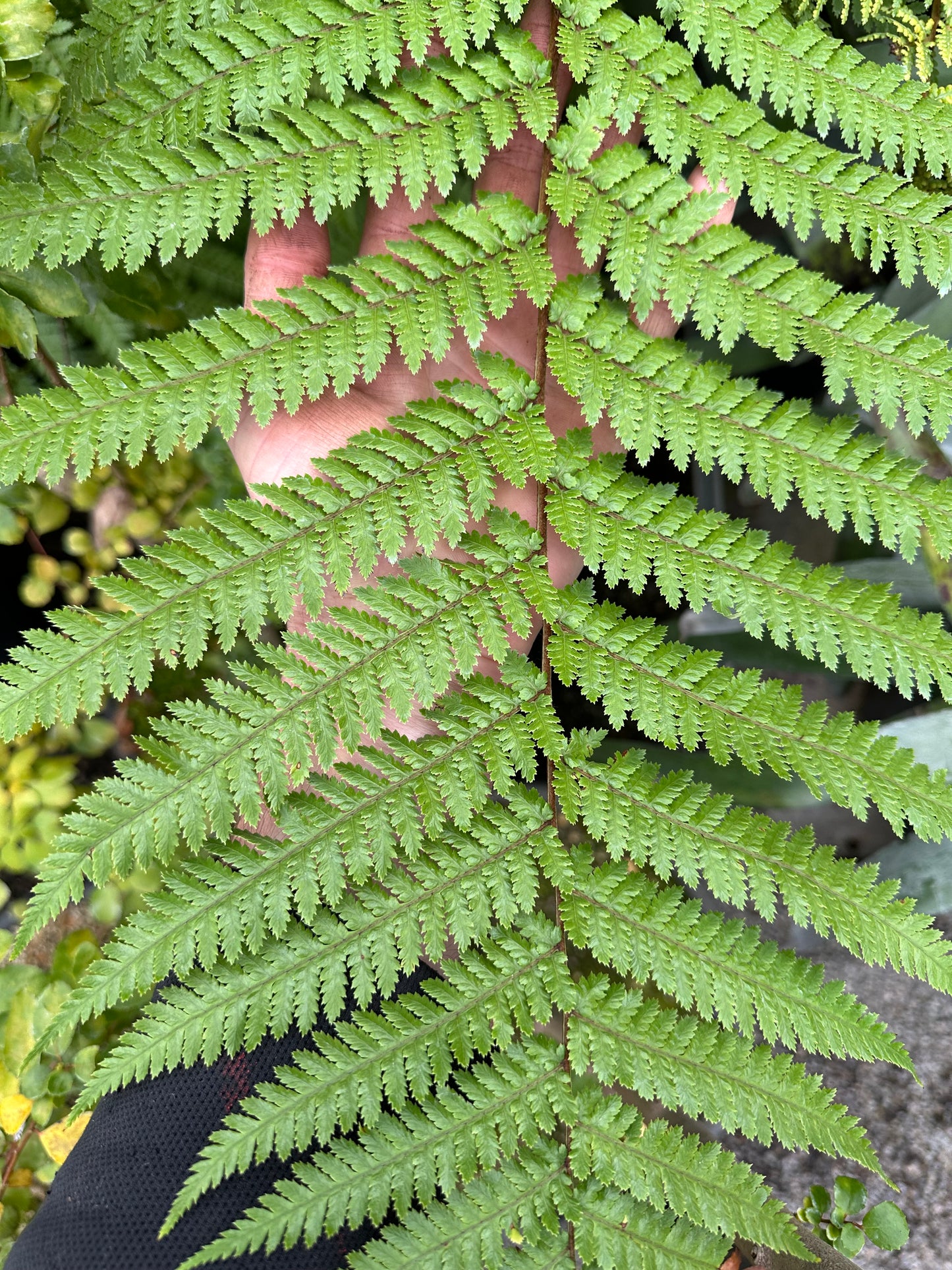 Dicksonia antarctica