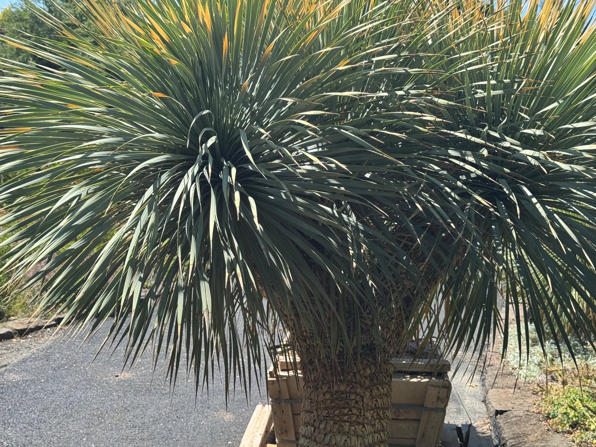 *RETAIL - Yucca rostrata