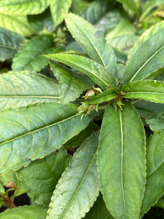 Impatiens omeiana 'Ice Storm'