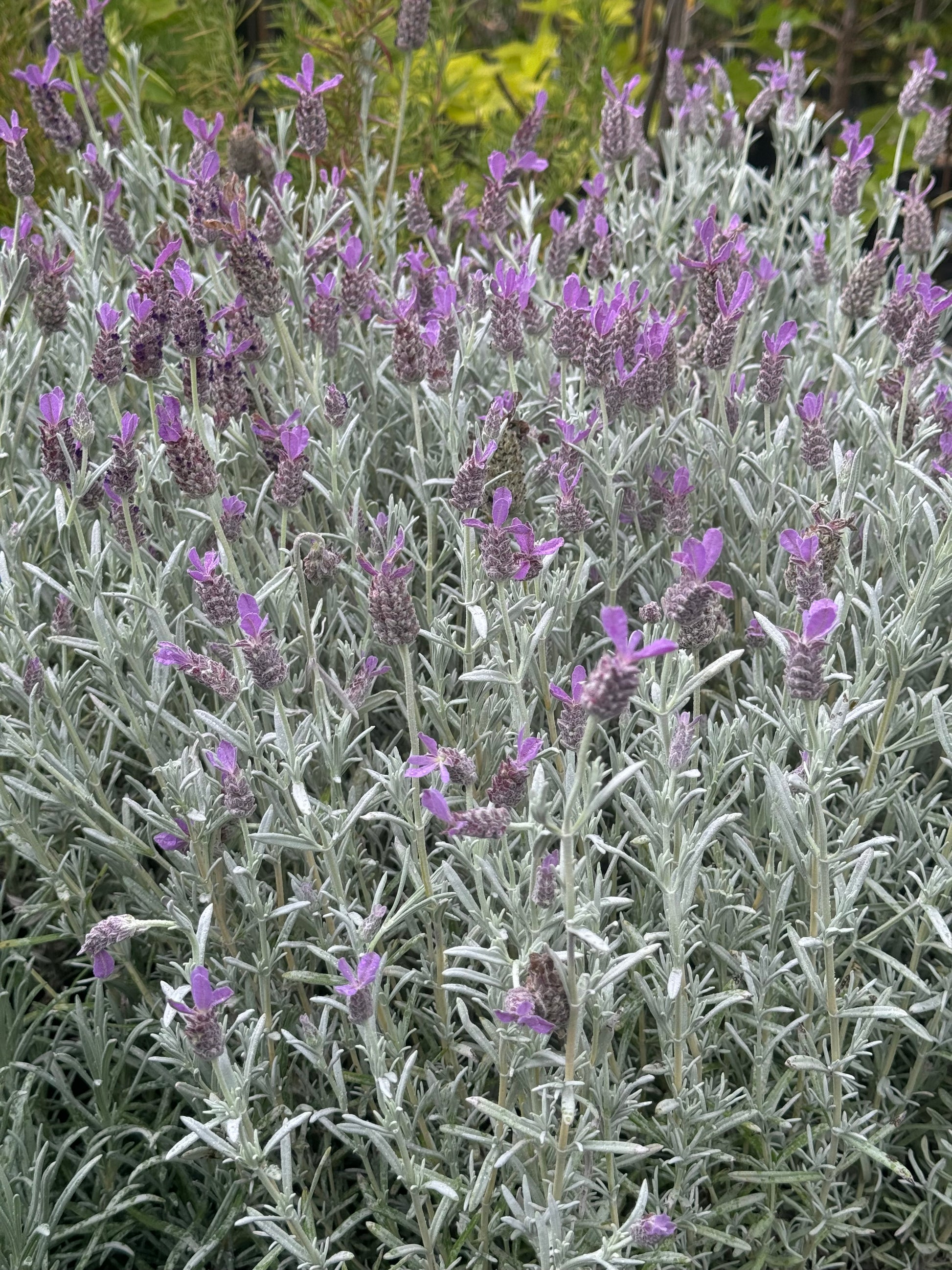 anouk lavender plant Lavandula stoechas ‘Silver Anouk'