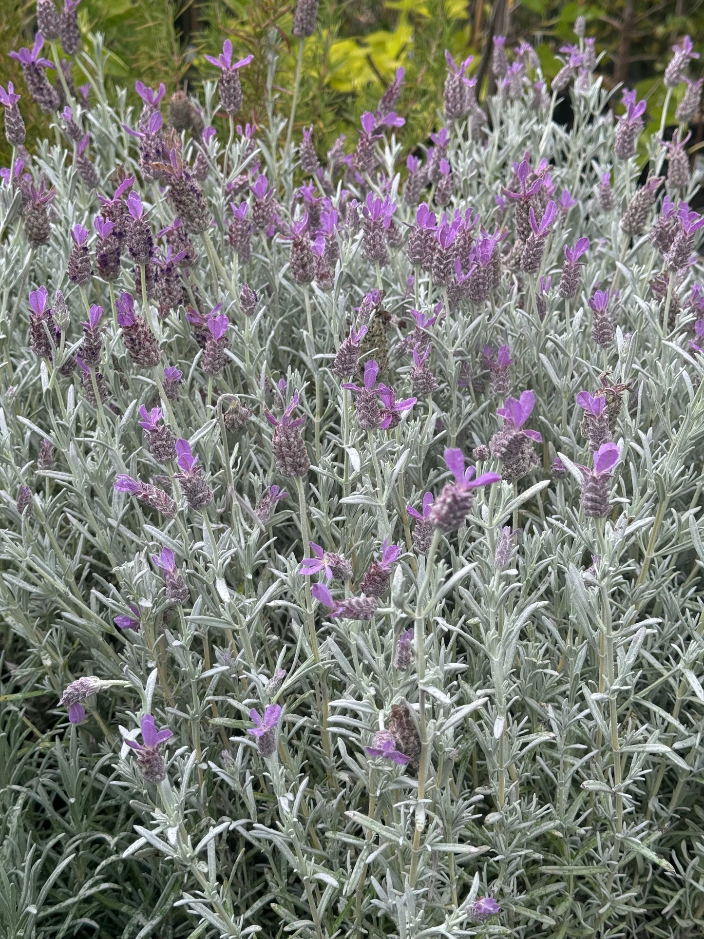 *RETAIL - Lavandula stoechas 'Silver Anouk'