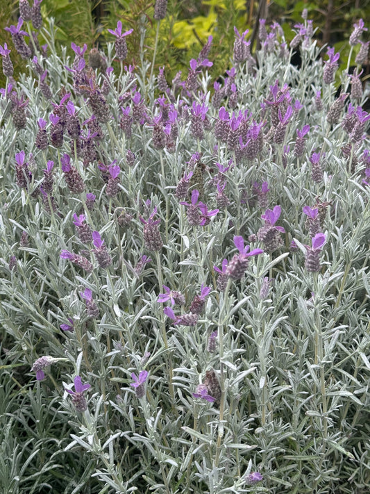 *RETAIL - Lavandula stoechas 'Silver Anouk'