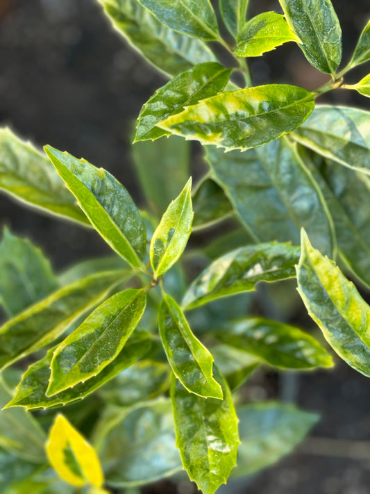 *RETAIL - Aucuba japonica 'Katoaba'